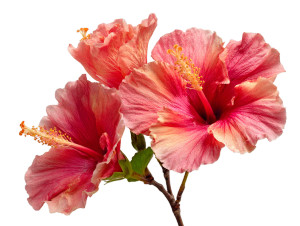 Vibrant Hibiscus Bloom Vinyl Car Decal Sticker – Waterproof & UV-Resistant 3.0933333333333333" Vibrant Hibiscus Bloom Vinyl Car Decal Sticker – Waterproof & UV-Resistant 3.0933333333333333"