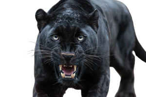 Aggressive Panther Growling Vinyl Car Decal Sticker – Waterproof & UV-Resistant 5.97333333333333