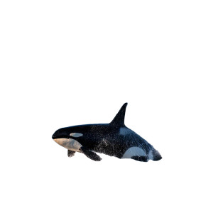 Moonwalking Orca Vinyl Car Decal Sticker – Waterproof & UV-Resistant 3.4133333333333336"
