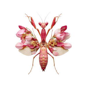 Pink Orchid Mantis Vinyl Car Decal Sticker – Waterproof & UV-Resistant 6.826666666666667"