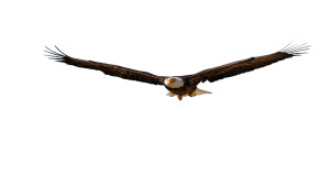 Bald Eagle Soaring V4 Vinyl Car Decal Sticker – Waterproof & UV-Resistant 2.72"