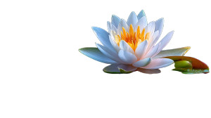 Water Lily V2 Vinyl Car Decal Sticker – Waterproof & UV-Resistant 2.72"