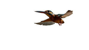 Majestic Kingfisher Dive Vinyl Car Decal Sticker – Waterproof & UV-Resistant 2.72" Majestic Kingfisher Dive Vinyl Car Decal Sticker – Waterproof & UV-Resistant 2.72"
