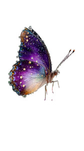 Purple Emperor Butterfly Vinyl Car Decal Sticker – Waterproof & UV-Resistant 9.706666666666667"