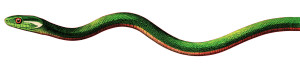Green Snake Illustration Vinyl Car Decal Sticker – Waterproof & UV-Resistant 1.8133333333333332"