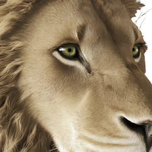 Majestic Lion Close-Up V3 Vinyl Car Decal Sticker – Waterproof & UV-Resistant 6.826666666666667" Majestic Lion Close-Up V3 Vinyl Car Decal Sticker – Waterproof & UV-Resistant 6.826666666666667"
