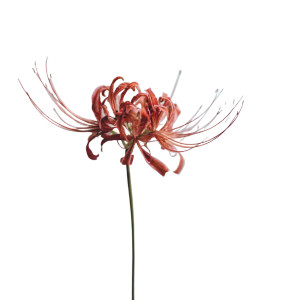 Red Spider Lily V6 Vinyl Car Decal Sticker – Waterproof & UV-Resistant 3.4133333333333336" Red Spider Lily V6 Vinyl Car Decal Sticker – Waterproof & UV-Resistant 3.4133333333333336"