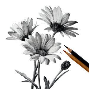 Semi-Realistic Daisy Flowers Vinyl Car Decal Sticker – Waterproof & UV-Resistant 3.4133333333333336" Semi-Realistic Daisy Flowers Vinyl Car Decal Sticker – Waterproof & UV-Resistant 3.4133333333333336"