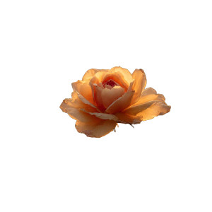 Golden Rose Float Vinyl Car Decal Sticker – Waterproof & UV-Resistant 3.4133333333333336"