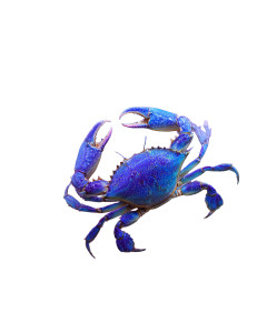 Cosmic Crab Zodiac Vinyl Car Decal Sticker – Waterproof & UV-Resistant 8.0"