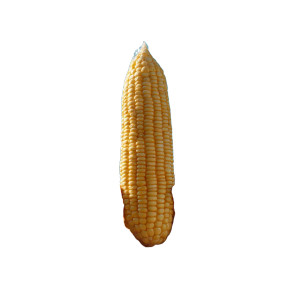 Peeled Yellow Corn Vinyl Car Decal Sticker – Waterproof & UV-Resistant 6.826666666666667" Peeled Yellow Corn Vinyl Car Decal Sticker – Waterproof & UV-Resistant 6.826666666666667"
