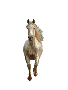 Majestic Portal Horse Vinyl Car Decal Sticker – Waterproof & UV-Resistant 8.213333333333333"