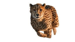 Speeding Cheetah V3 Vinyl Car Decal Sticker – Waterproof & UV-Resistant 5.4
