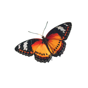 Garden Butterfly Vinyl Car Decal Sticker – Waterproof & UV-Resistant 3.4133333333333336"