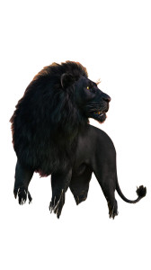 Black Lion V4 Vinyl Car Decal Sticker – Waterproof & UV-Resistant 9.706666666666667"