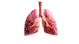 Human Lung Vinyl Car Decal Sticker – Waterproof & UV-Resistant 5.4 Human Lung Vinyl Car Decal Sticker – Waterproof & UV-Resistant 5.4