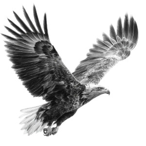 Flying Eagle V8 Vinyl Car Decal Sticker – Waterproof & UV-Resistant 6.826666666666667"