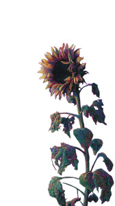 Diseased Surreal Sunflower Vinyl Car Decal Sticker – Waterproof & UV-Resistant 4.8533333333333335"