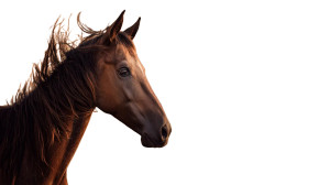 Majestic Arabian Horse V3 Vinyl Car Decal Sticker – Waterproof & UV-Resistant 5.4