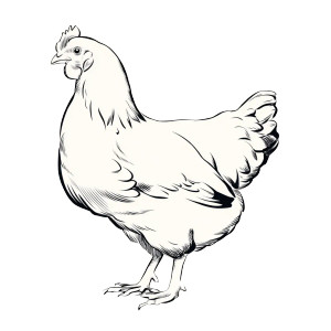 Cartoon Chicken Outline Vinyl Car Decal Sticker – Waterproof & UV-Resistant 3.4133333333333336" Cartoon Chicken Outline Vinyl Car Decal Sticker – Waterproof & UV-Resistant 3.4133333333333336"
