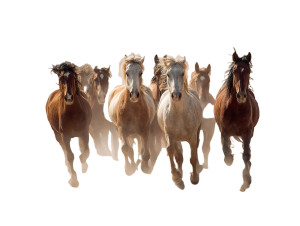 Running Horses V5 Vinyl Car Decal Sticker – Waterproof & UV-Resistant 6.1866666666666665" Running Horses V5 Vinyl Car Decal Sticker – Waterproof & UV-Resistant 6.1866666666666665"