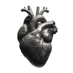 Anatomical Heart Vinyl Car Decal Sticker – Waterproof & UV-Resistant 3.4133333333333336" Anatomical Heart Vinyl Car Decal Sticker – Waterproof & UV-Resistant 3.4133333333333336"