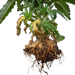 Cannabis Root Rot Vinyl Car Decal Sticker – Waterproof & UV-Resistant 3.4133333333333336"