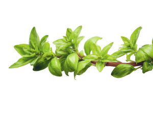 Basil Stem Close-Up Vinyl Car Decal Sticker – Waterproof & UV-Resistant 6.1866666666666665"