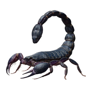 Snake Scorpion Hybrid Vinyl Car Decal Sticker – Waterproof & UV-Resistant 3.4133333333333336" Snake Scorpion Hybrid Vinyl Car Decal Sticker – Waterproof & UV-Resistant 3.4133333333333336"