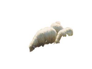 Grazing Sheep Meadow Vinyl Car Decal Sticker – Waterproof & UV-Resistant 6.1866666666666665" Grazing Sheep Meadow Vinyl Car Decal Sticker – Waterproof & UV-Resistant 6.1866666666666665"