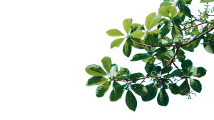 Cashew Tree Sky Vinyl Car Decal Sticker – Waterproof & UV-Resistant 2.72"