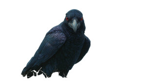 Giant Black Crow V2 Vinyl Car Decal Sticker – Waterproof & UV-Resistant 2.72"