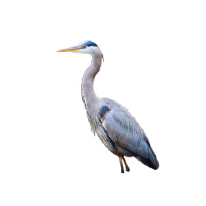 Great Blue Heron V3 Vinyl Car Decal Sticker – Waterproof & UV-Resistant 3.4133333333333336"