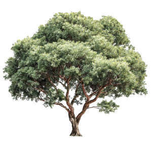 Realistic Tree Vinyl Car Decal Sticker – Waterproof & UV-Resistant 3.4133333333333336" Realistic Tree Vinyl Car Decal Sticker – Waterproof & UV-Resistant 3.4133333333333336"