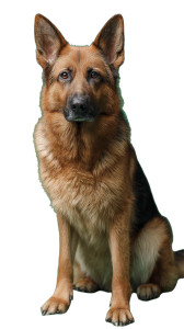 Majestic German Shepherd V3 Vinyl Car Decal Sticker – Waterproof & UV-Resistant 9.706666666666667" Majestic German Shepherd V3 Vinyl Car Decal Sticker – Waterproof & UV-Resistant 9.706666666666667"
