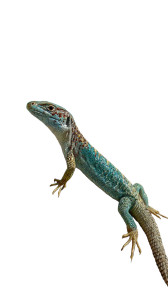 Colorful Lizard Basking Vinyl Car Decal Sticker – Waterproof & UV-Resistant 4.8533333333333335"