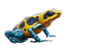 Vibrant Poison Dart Frog V2 Vinyl Car Decal Sticker – Waterproof & UV-Resistant 5.4