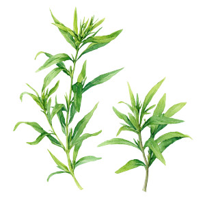Tarragon Illustrations Vinyl Car Decal Sticker – Waterproof & UV-Resistant 3.4133333333333336"