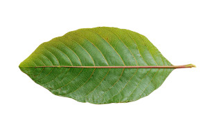 Guava Leaf Vinyl Car Decal Sticker – Waterproof & UV-Resistant 2.986666666666667"