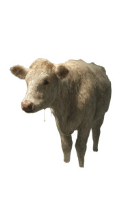 Audumla The Cow Vinyl Car Decal Sticker – Waterproof & UV-Resistant 4.8533333333333335" Audumla The Cow Vinyl Car Decal Sticker – Waterproof & UV-Resistant 4.8533333333333335"