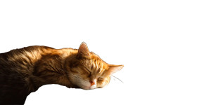 Sleepy Cat V2 Vinyl Car Decal Sticker – Waterproof & UV-Resistant 5.12"