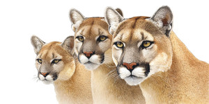 Puma Family Vinyl Car Decal Sticker – Waterproof & UV-Resistant 2.56" Puma Family Vinyl Car Decal Sticker – Waterproof & UV-Resistant 2.56"