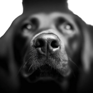 Labrador Nose Closeup Vinyl Car Decal Sticker – Waterproof & UV-Resistant 6.826666666666667"