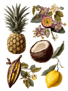 Tropical Botanical Illustrations Vinyl Car Decal Sticker – Waterproof & UV-Resistant 8.213333333333333" Tropical Botanical Illustrations Vinyl Car Decal Sticker – Waterproof & UV-Resistant 8.213333333333333"