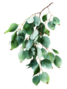 Eucalyptus Vine Vinyl Car Decal Sticker – Waterproof & UV-Resistant 8.213333333333333"
