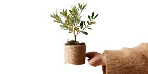 Young Olive Tree Vinyl Car Decal Sticker – Waterproof & UV-Resistant 5.12"