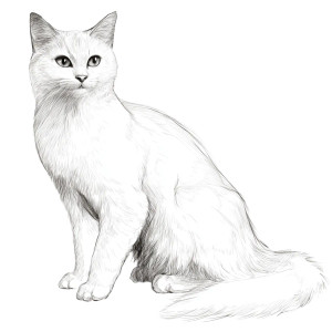 Cat Drawing V2 Vinyl Car Decal Sticker – Waterproof & UV-Resistant 3.4133333333333336" Cat Drawing V2 Vinyl Car Decal Sticker – Waterproof & UV-Resistant 3.4133333333333336"