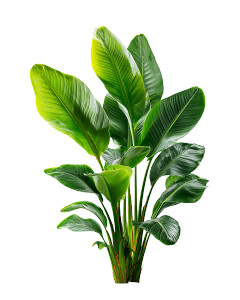Tropical Plant V3 Vinyl Car Decal Sticker – Waterproof & UV-Resistant 8.0"