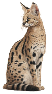 Serval Illustration Vinyl Car Decal Sticker – Waterproof & UV-Resistant 9.706666666666667"