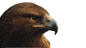 Golden Eagle Close-Up V2 Vinyl Car Decal Sticker – Waterproof & UV-Resistant 5.4